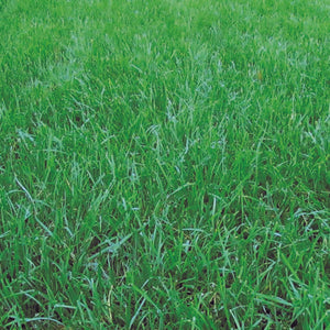 Fine Fescue Lawn Grass Seed Blend