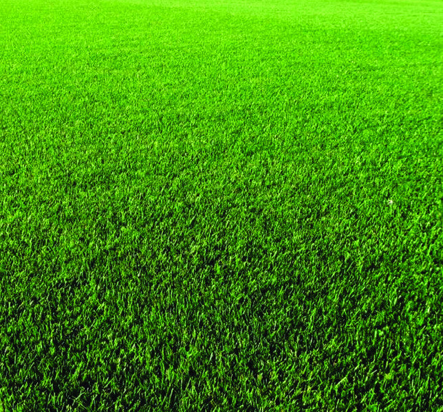 Perennial Ryegrass Seed Lawn Blend
