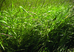 Tetraploid Perennial Ryegrass