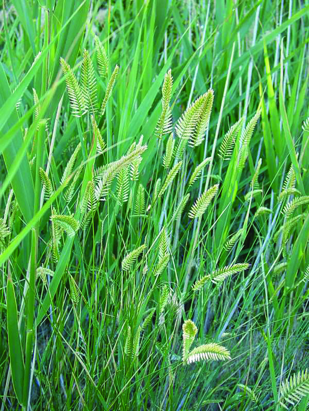 Crested Wheatgrass