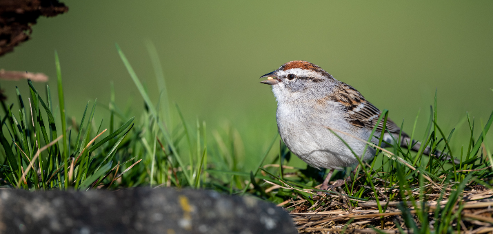 How to Keep Birds Out of Grass Seed: Effective Strategies