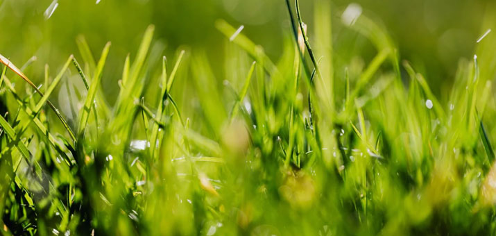 What is the best time of year to plant pasture grass?