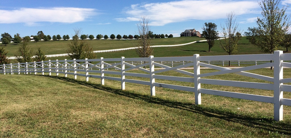 Should I Overseed With Kentucky Bluegrass What You Need To Know Swell Seed Co 