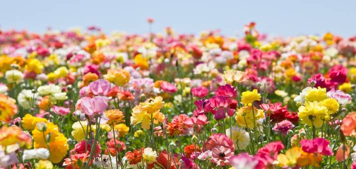 Beginner’s Guide: How To Plant Flower Seeds