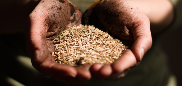 8 Types of Grass Seed - How to Choose the Right One