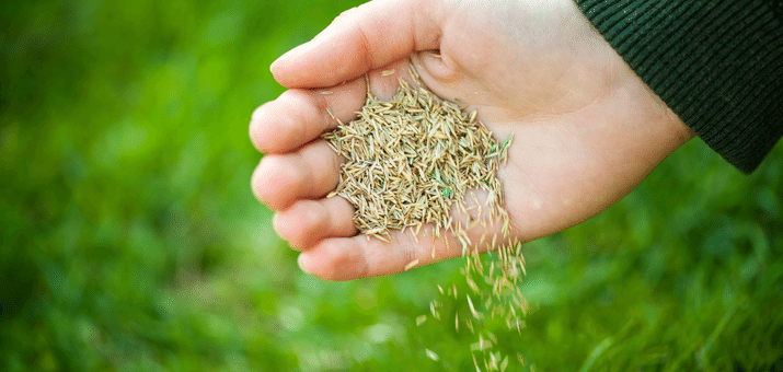 What is The Best Weather to Plant Grass Seed?