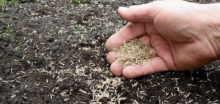 Grass germination deals