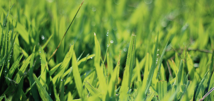 How Often and When to Water New Grass Seed