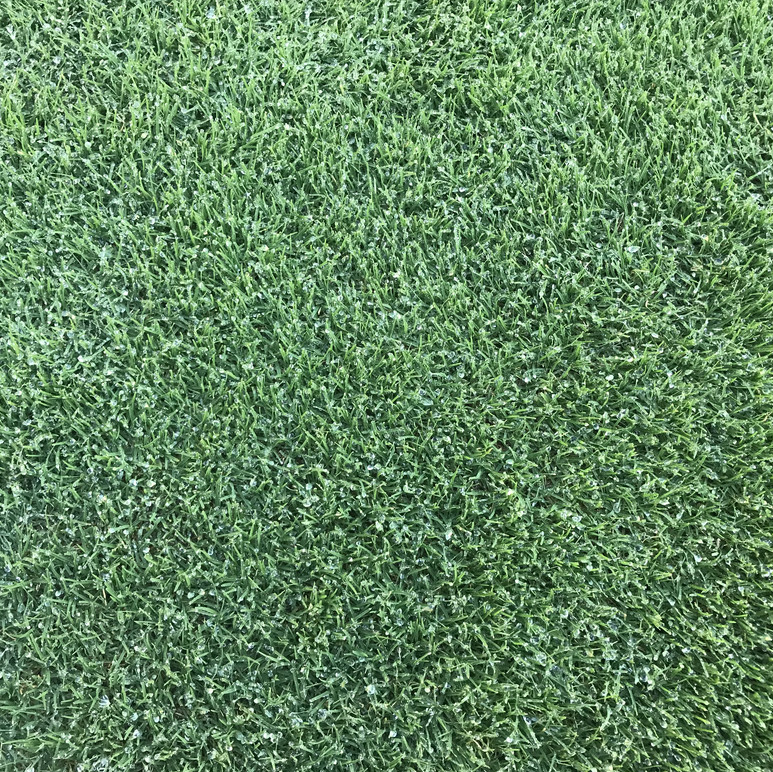 Bermuda Grass Unhulled