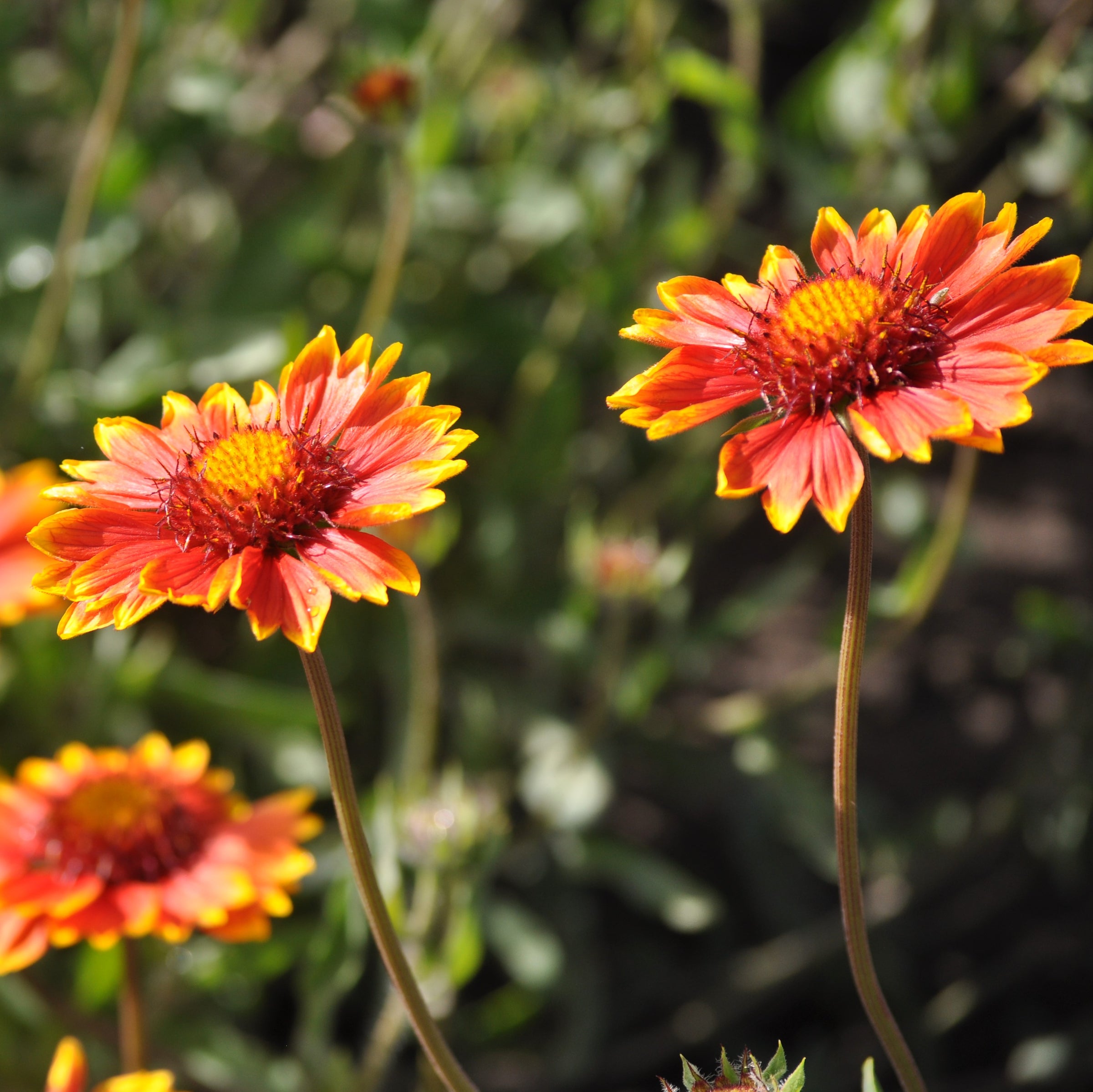 Buy Flower Seeds Online For Home Garden Swell Seed Co.