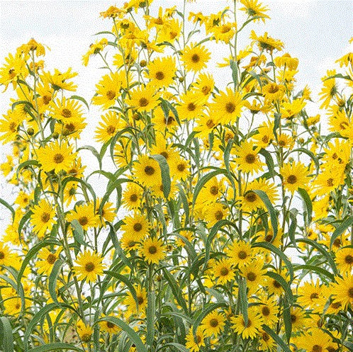 Maximillian Sunflower