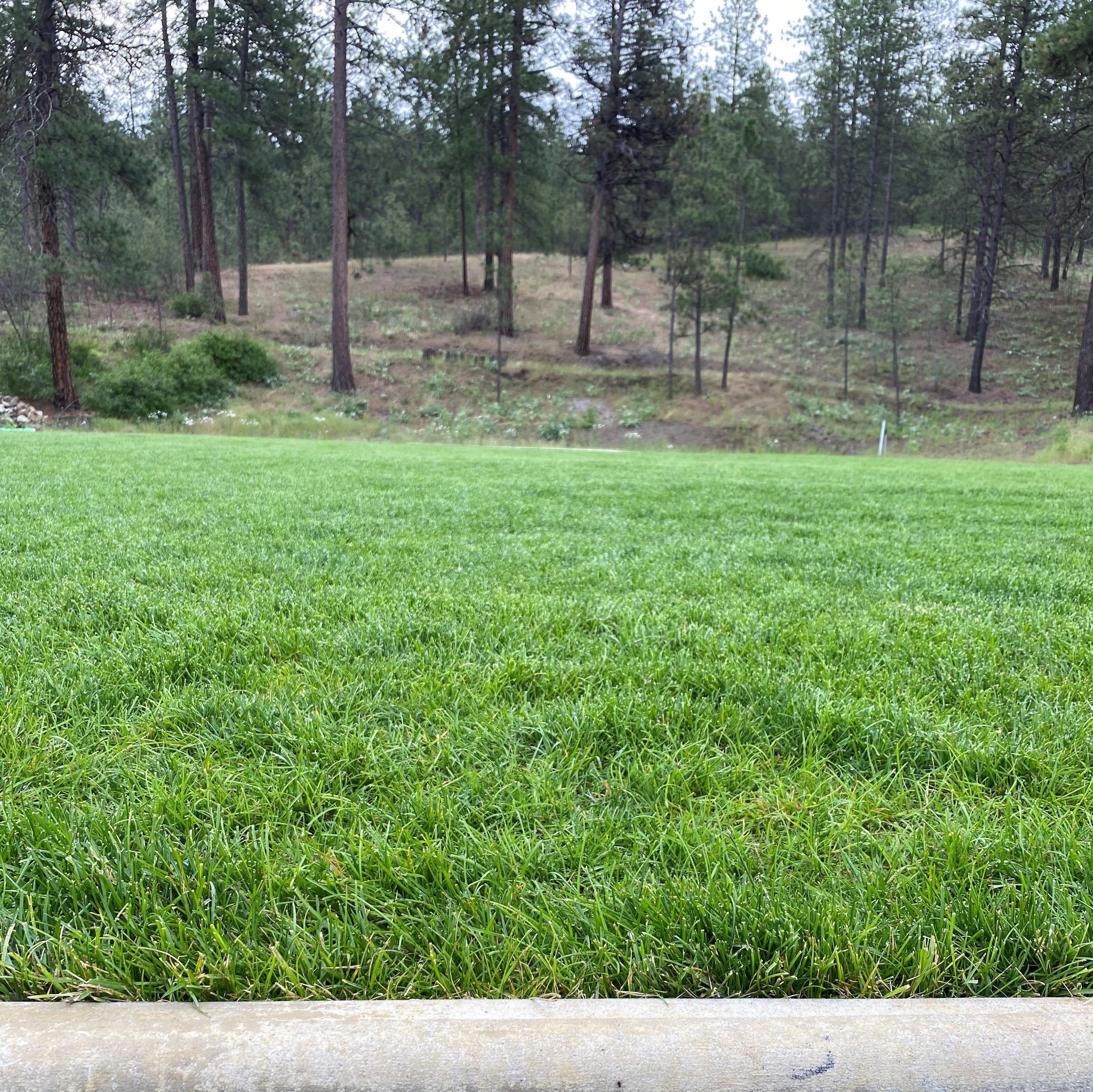 Perennial Ryegrass Seed Lawn Blend